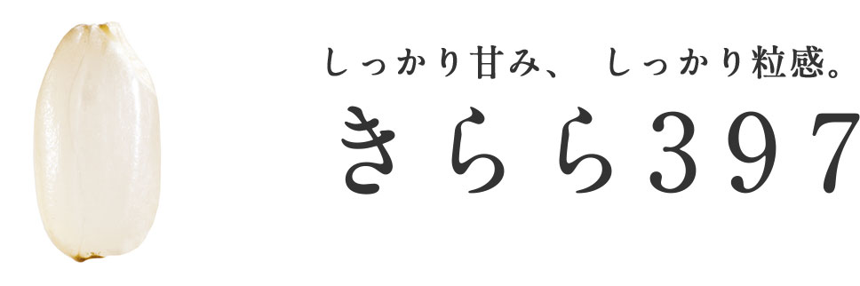 きらら397‐しっかり甘み、しっかり粒感。