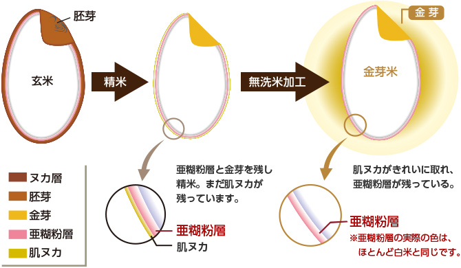 「金芽米」その美味しさの秘密